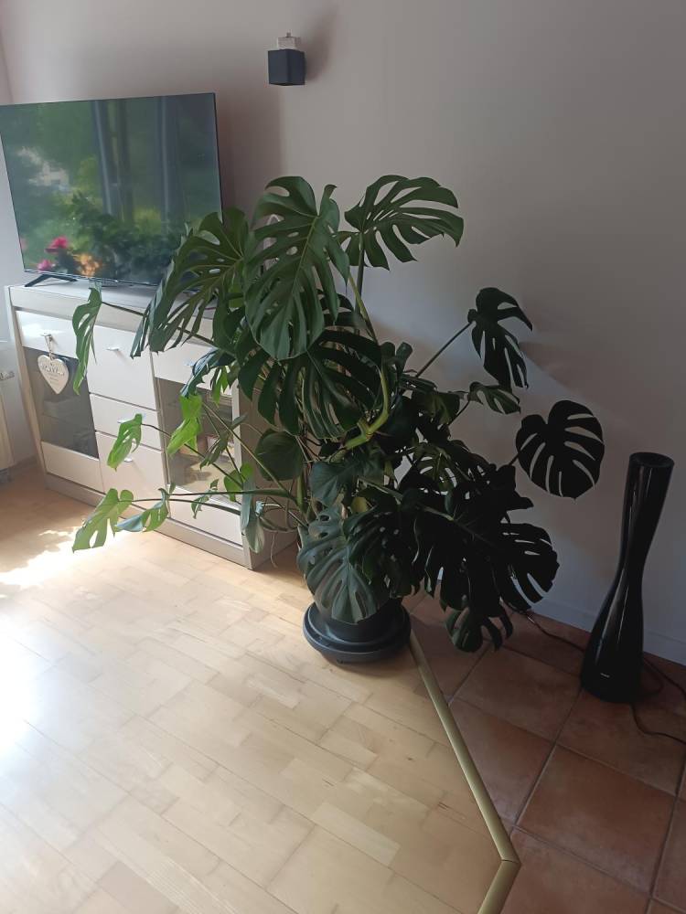 ox_monstera
