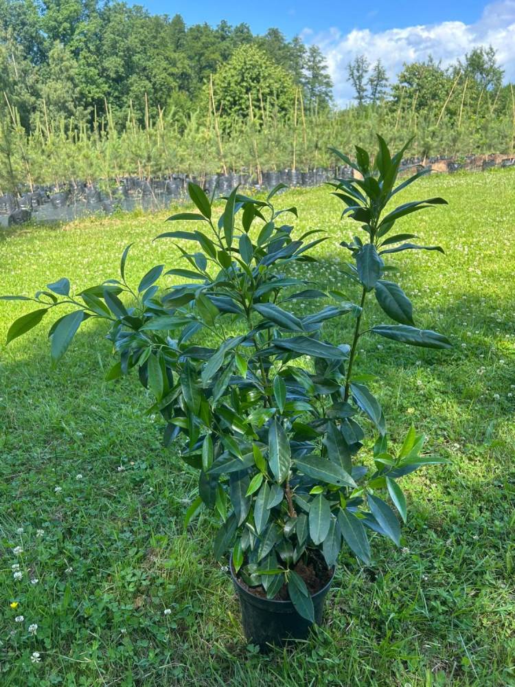 ox_thuja-szmaragd-130-140-cm150160-cm-laurowisnia-caucasica-80-90cm