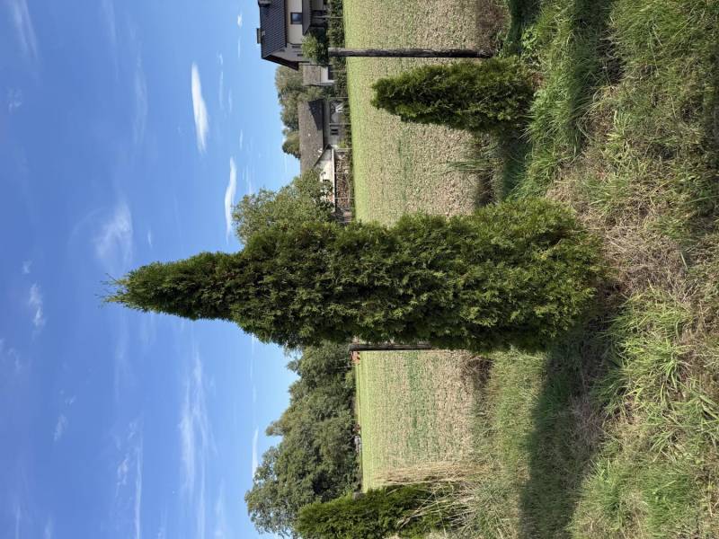 Thuja 250-300 cm