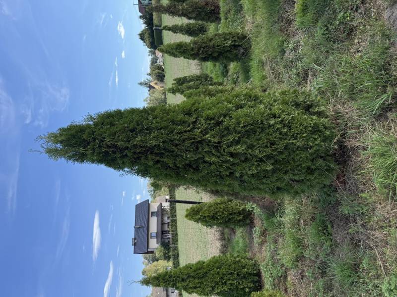 Thuja 250-300 cm